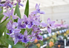 De Zygopetalum Impasto Blue van Anthura. De violet blauwe bloemen geven het ras een zeer exclusieve uitstraling. Impasto Blue is een goede groeier in de teelt, heeft mooi donkergroen blad en geeft makkelijk haar bloemen. Door de compacte bladstand is het ras geschikt voor zowel potmaat 9 en 12 cm.  